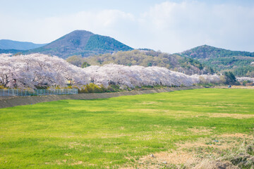 The Blue Sky and Spring Cherry Blossoms in Gyeongju, Korea