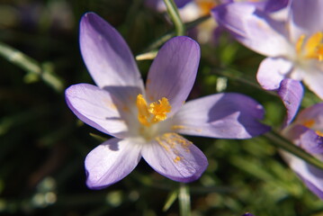 wilde Krokusbl&uuml;te Nahaufnahme 41452487
