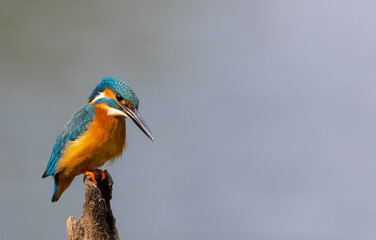 Common Kingfisher (Alcedo atthis) bird perched on tree branch near water body.