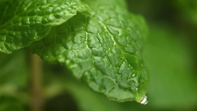 Water Droplets Falling and Dripping from Fresh Mint Leaf in Macro and Slow Motion (Phantom Flex)
