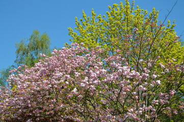 Frühlingsbäume und Blüten
