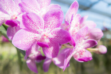 Romantic garden with fresh orchid flowers