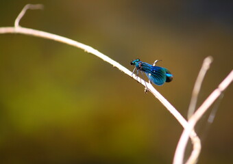 Iridescent blue male banded demoiselle damselfly perching on a twig above a stream. Negative space...