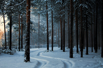 winter forest in the snow
