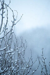 Tree branches against a foggy winter sky