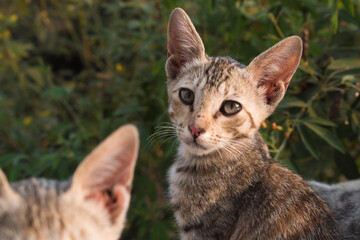 Brown Little kitten in the park
