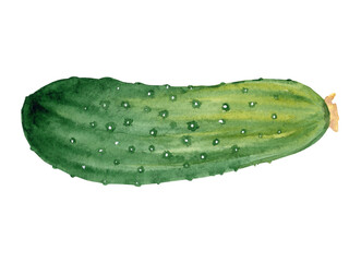 watercolor green cucumber isolated on white background