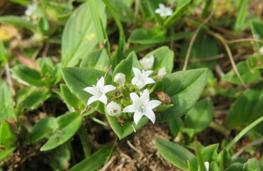 White richardia flowers in Florida nature, closeup