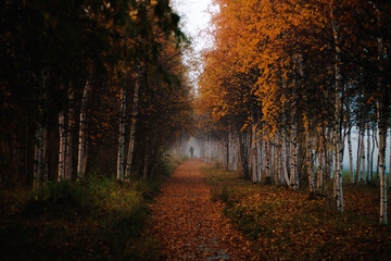 autumn in the forest