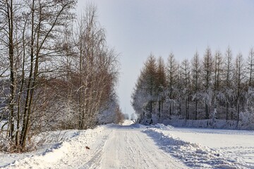 winter in the forest