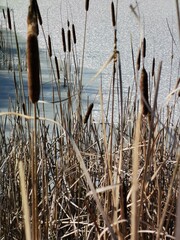 gefrorene Winterlandschaft mit Teich und Seegras