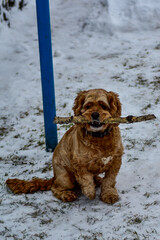 Dog Cocker Spaniel in Winter Park