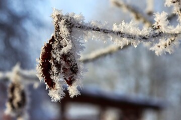 withered plants with hoarfrost 