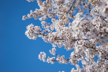 The Blue Sky and Spring Cherry Blossoms in Gyeongju, Korea