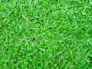 green grass background