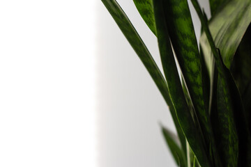 Indoor green plant in the interior on the right on a white background with a place for an inscription on the left