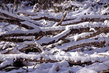 Verschneite Äste im Wald
