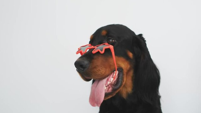 Scottish setter dog muzzle with starred sunglasses on white wall background