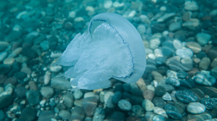 jellyfish in the blue