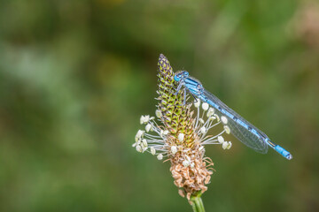 Common Damselfly eating lunch on Ribwort Plantain