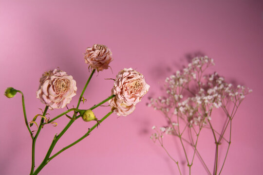 Concept art. Dried roses and gypsophila on a pink background. Still life in the style of withering, aging, sadness and the concept of death.