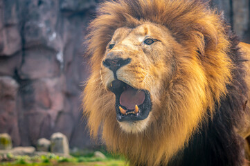 An open mouthed lion shows its teeth