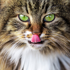 Portrait of a licking cat with green eyes