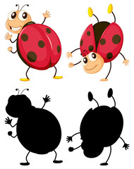 Obraz premium Ladybug in two positions with its silhouette on white background