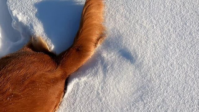 Golden Retriever wedelt mit dem Schwanz im Schnee