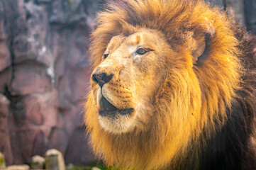 Fototapeta na wymiar A lions face at the zoo