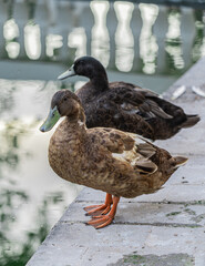 ducks