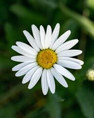 Fototapeta premium beautiful close up makro shot of a marguerite in the black forest near kirchzarten