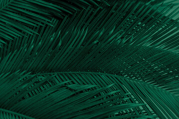  Palm leaves texture close up. Tropical background