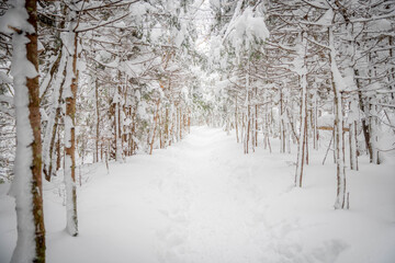 A snow covered hiking trail through the woods