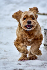Dog Cocker Spaniel in Winter Park