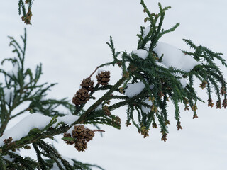 (Cryptomeria japonica) Japanese cedar or Japanes redwood .Young tree with leafy branches. Juvenile...