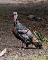 Wild turkey stock photos. Close-up profile view with background displaying its  plumage, red, green, copper, bronze and gold feathers, featherless blue head in its environment and habitat. Image. 