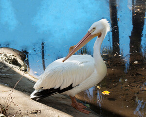 White Pelican stock photos.  White Pelican close-up profile view by the water with blue blur background, exposing its beautiful white plumage, in its environment and habitat. Image. Picture. Portrait.
