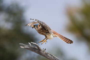 American Kestrel (Falco sparverius) Cleared for Landing