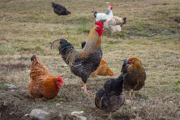 A rooster and chickens are walking in the yard. Rural landscape. © MARGARITA 18