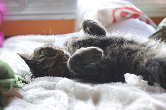 gato tumbado boca arriba