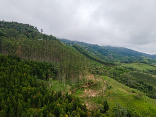 Fototapeta na wymiar landscape of harvested pine trees