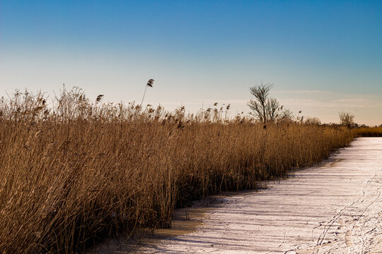 Landscape of frozen ice with cane in the winter / Een landschap van bevroren ijs met riet in de winter