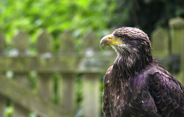 Obraz premium the hunter