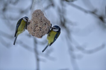 Two blue titmouse hanging and eating in the snowy winter on a tallow ball