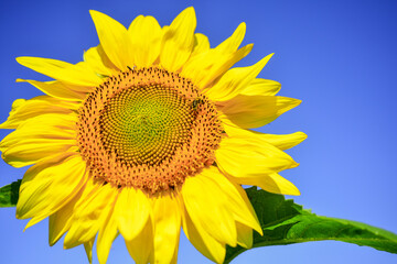 Sunflower and wasp insect on blue sky background, pollination concept