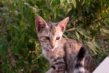 Cute Little kitten in the park