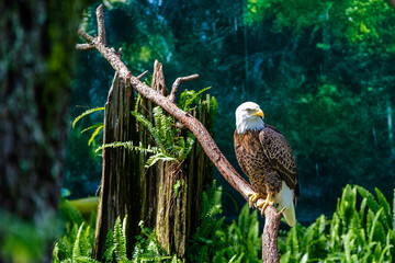 southern bald eagle