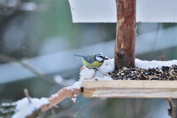 Eurasian blue tit sitting on a feeder rack with sunflower seeds for feeding in frozen winter