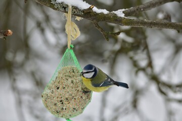 Blue titmouse hanging and feeding on a tallow ball in the snowy winter 